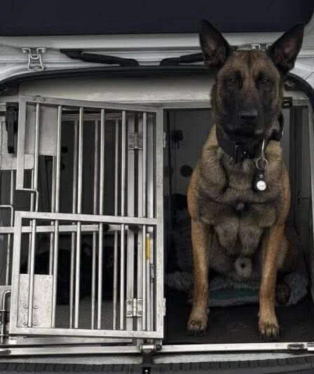 A malinois police dog, in a police car with a dog cage.