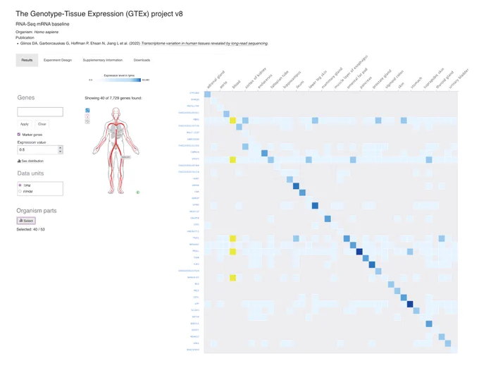 Gene Markers showing in GTEx experiment. 