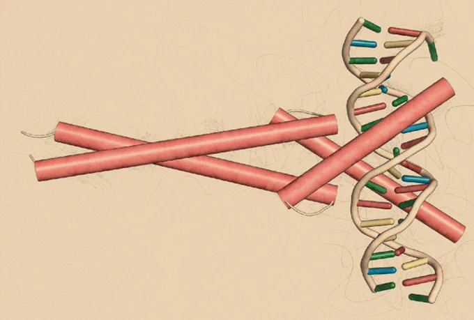 Generative chemistry and simulations are speeding the study of transcription factors, such as MYC and MAX (pictured bound to DNA). 