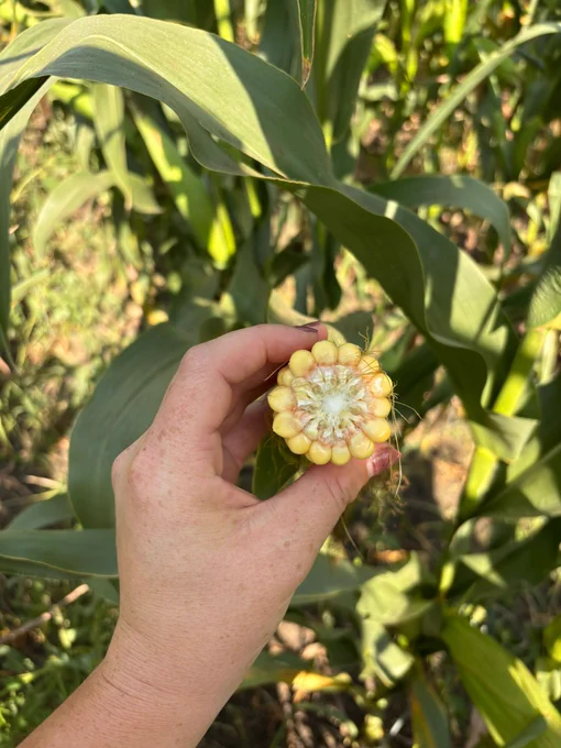 A person holding a partially shucked ear of corn in a cornfield.