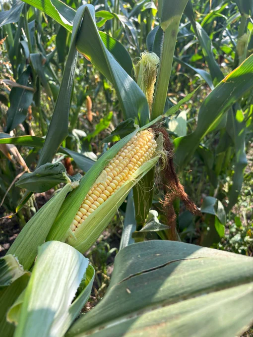 Ear of corn partially husked on the stalk in a cornfield, showing bright yellow kernels.