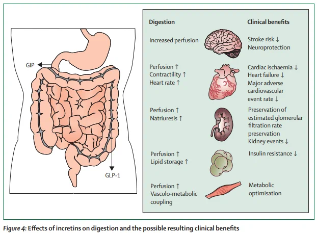Effects of incretins on digestion and the possibe resulting clinical benefits in the brain, heart, kidneys, adipose tissue, and muscles. GIP=glucose-dependent insulinotropic peptide. GLP-1=glucagon-like peptide-1.