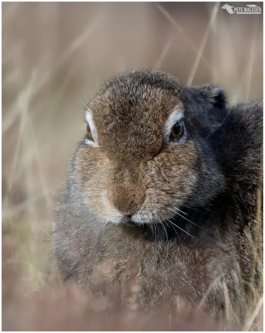 A mountain hare sitting in the autumn sunshine, on a hill in the Scottish Highlands.