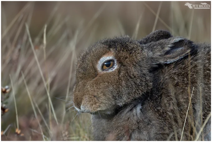 A mountain hare sitting in the autumn sunshine, on a hill in the Scottish Highlands.