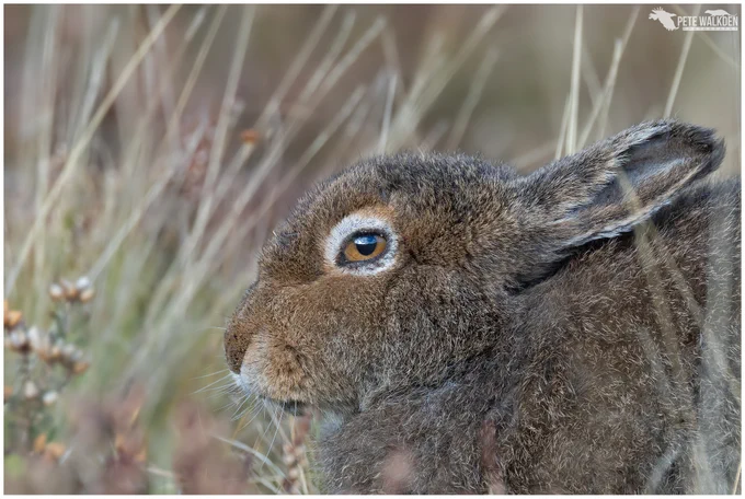 A mountain hare sitting in the autumn sunshine, on a hill in the Scottish Highlands.