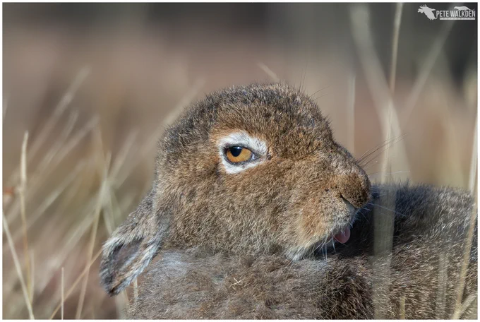 A mountain hare grooming in the autumn sunshine, on a hill in the Scottish Highlands.