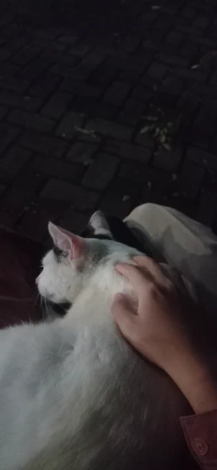 lucuuu, langsung naik ke pangkuanku. yang sebelah cemburu :x