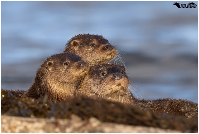 A family of Eurasian otters enjoying some winter sunshine, near a loch on the Isle Of Mull. 