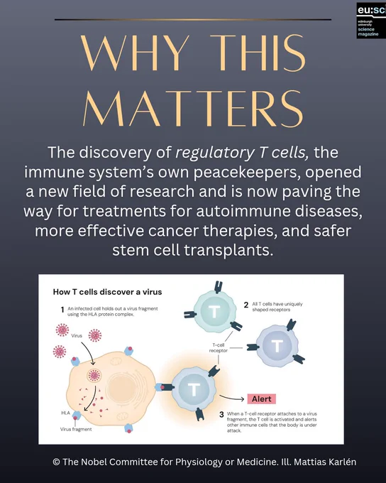 Gray gradient background with elegant font. Bold text reads: Why this matters: the discovery of regulatory t cells, the immunes system's own peacekeepers,  opened a new field of research for autoimmune diseases, more effective cancer therapies, and safer stem cell transplants. Includes an illustration depicting the discovery of regulatory T cells. Artwork by © The Nobel Committee for Physiology or Medicine. Ill. Mattias Karlén.