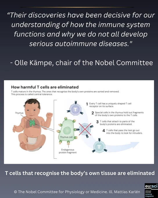 Gray gradient background with elegant font. Bold text reads a quote from Olle Kämpe, chair of the Nobel Committee: “Their discoveries have been decisive for our understanding of how the immune system functions and why we do not all develop serious autoimmune diseases.” Includes an illustration depicting the discovery of regulatory T cells. Artwork by © The Nobel Committee for Physiology or Medicine. Ill. Mattias Karlén.