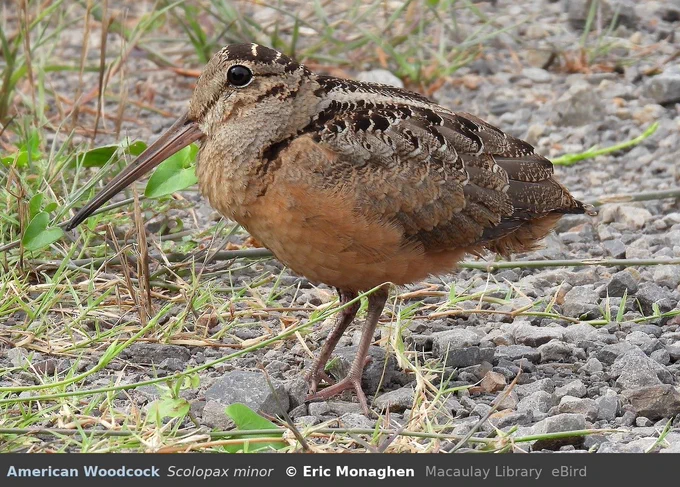 American Woodcock by Eric Monaghen; Cornell Lab of Ornithology | Macaulay Library. https://macaulaylibrary.org/asset/592566271