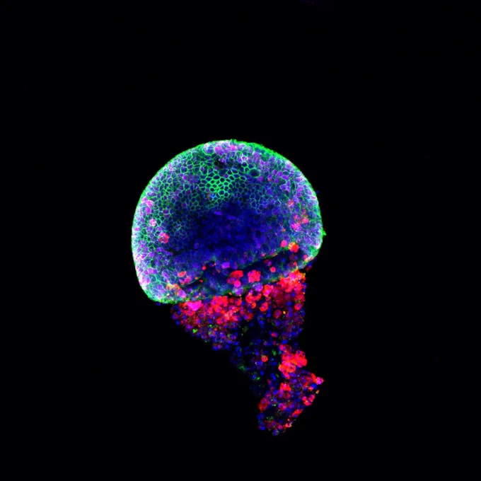 Fluorescent microscopic image of a jellyfish-shaped cell cluster with green, blue, and red stained regions against a black background.