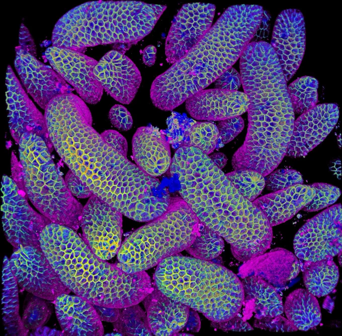 Microscopic view of elongated structures with hexagonal patterns in vibrant blue, green, and purple hues against a black background.