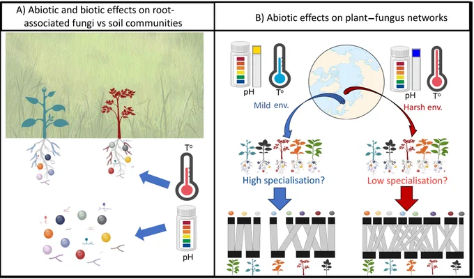Conceptual setting and approach of this study. To quantify biotic versus abiotic imprints on fungal communities across the Arctic, we examined (A) bioclimatic responses among fungi in the soil vs in the rhizosphere and (B) changes in association specificity along geographic and environmental gradients in the Arctic.