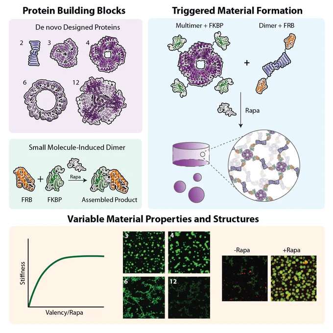 In this work, we employ de novo protein design methodologies to generate a suite of self-assembling multimeric proteins, whose step-growth heteropolymerization into bulk hydrogels and condensates can be exogenously triggered through small-molecule addition. Our results highlight how changes in programmed multimer valency and their triggered assembly yield materials with varying structures and viscoelasticity. We anticipate that these approaches will prove useful in rapidly generating large libraries of stimuli-responsive biomaterials that are precisely tailored to specific applications in the biosciences and beyond.
