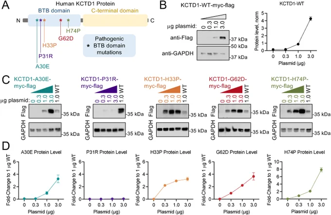 Figure 1. Cellular stability of pathogenic BTB domain mutations in KCTD1. 