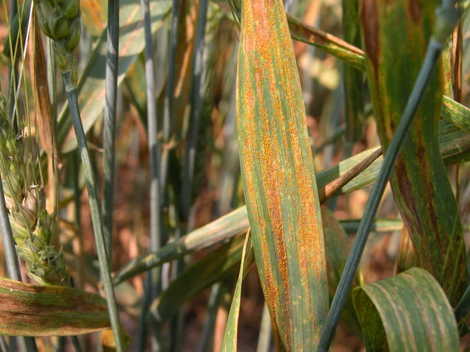 Orange rust fungus on wheat leaves in a field. 