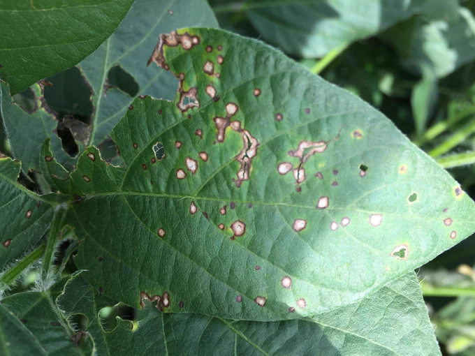 Gray spots with reddish borders on soybean leaf. 