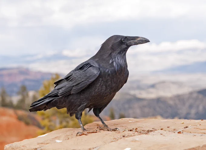 The enigmatic common raven: Unveiling its intelligence, adaptability, and cultural mystique I One Earth