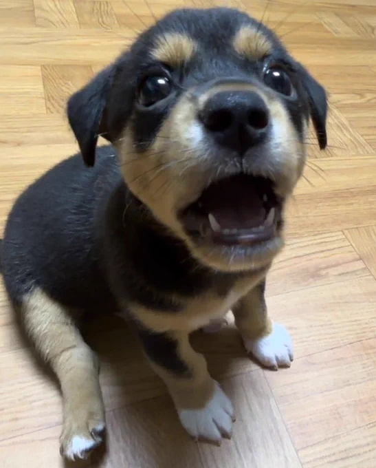 the little black pup with brown eyebrow dots and white feet sits on a wood floor and looks up with wide eyes. his mouth is open because he’s mid-scream.