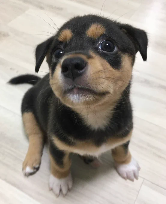 a tricolor puppy is looking very self-assured. his chin is tilted up a bit and he’s looking at you out of the corner of his eye.