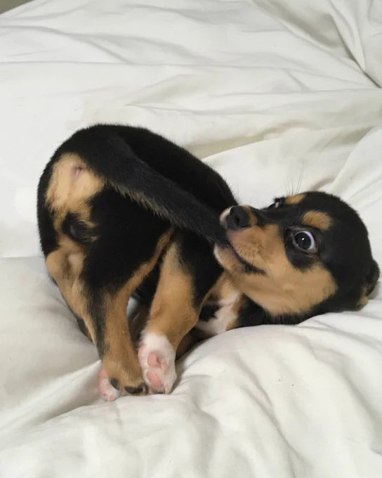 the small pup is contorted into a tangle on a white blanket. his booty is in the air, his pink toebeans on display, and his eyes wide because he’s done the unthinkable. the tip of his tail is in his mouth.