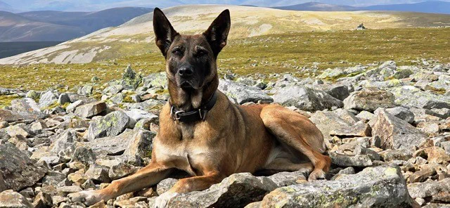 Police dog - Belgian Malinois