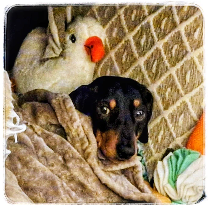 A little anxious dog snuggled into blankets & cushions, with a seagull & ice cream soft toy - he looks timid but has been howling like a wolf as the bangs & booms have worn down his nerves - so everything dim & dark with the record player turning to try to out snug the scary fireworks!