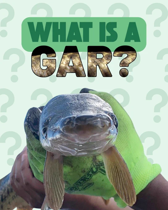 What is a gar??? We’re excited to celebrate Gar Week 2025 with posts by our GarLab team members! Swipe through to learn more about all seven gar species, including our two Minnesota  native gar species: the Shortnose Gar and Longnose Gar. Comment below with your favorite gar fun fact or gar pun!