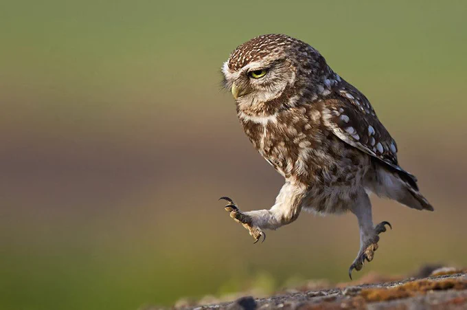 Background photo shows a closeup of an owl running, intent on getting where it needs to go.