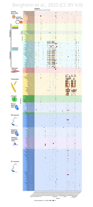 Single-cell atlas of collagen genes.
