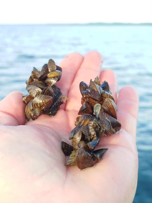 Zebra mussels in Lough Sheelin 