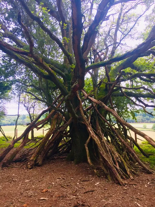 Woodland Den. Photo via Little Oxplorers
