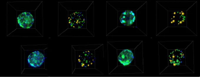 Eight microscopy images of B cell endosomes, which appear as colorful spheres, showing that chimeric TLR receptors made of TLR7 recognition elements with TLR9 signaling domains are localized in endosomes.