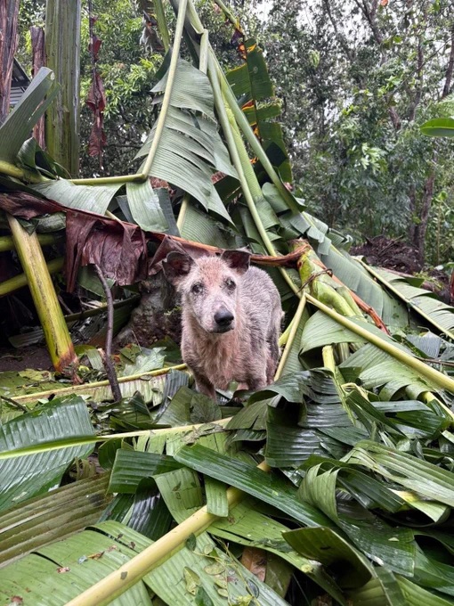 Non-profit animal welfare organization Pawssion Project has launched a donation drive to help rebuild its Bacolod shelter, which sustained severe damage after Typhoon #TinoPH struck the area.