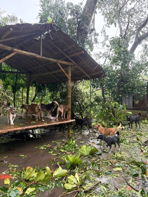 Non-profit animal welfare organization Pawssion Project has launched a donation drive to help rebuild its Bacolod shelter, which sustained severe damage after Typhoon #TinoPH struck the area.