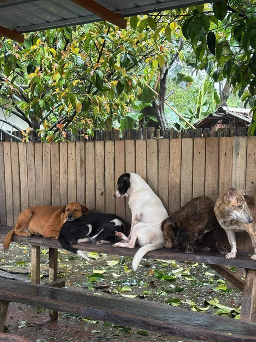Non-profit animal welfare organization Pawssion Project has launched a donation drive to help rebuild its Bacolod shelter, which sustained severe damage after Typhoon #TinoPH struck the area.