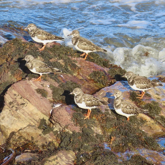 Turnstones at high tide - winter plumage