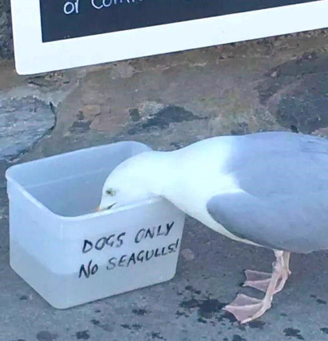 Seagull drinking from a container of water labelled "Dogs only no seagulls!"