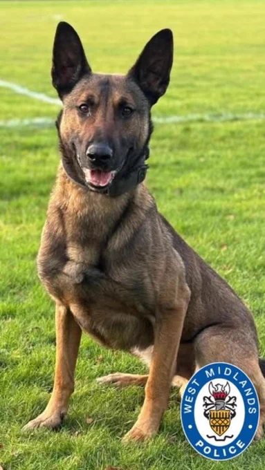 Police dog Gus, a brown Belgian Malinois dog in a sitting position