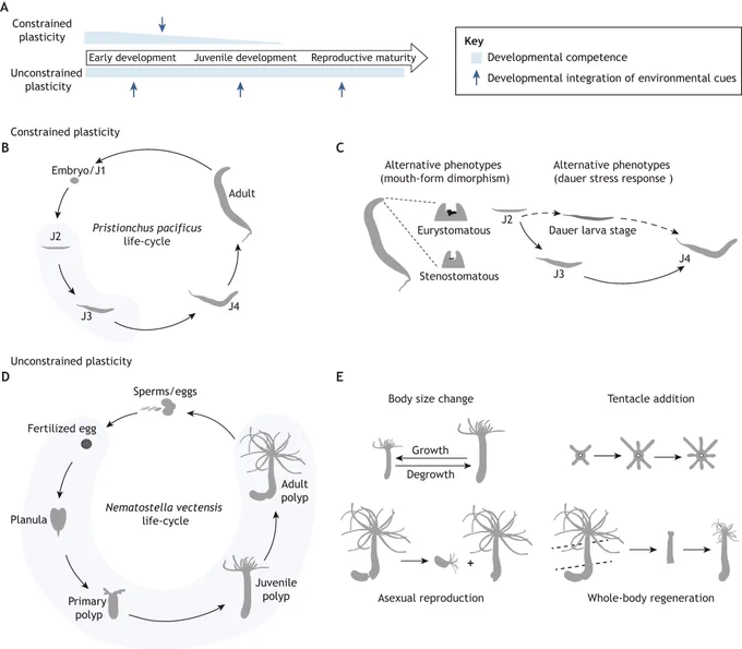A preview of one of the article's figures illustrating examples of constrained and unconstrained plasticity in animals.