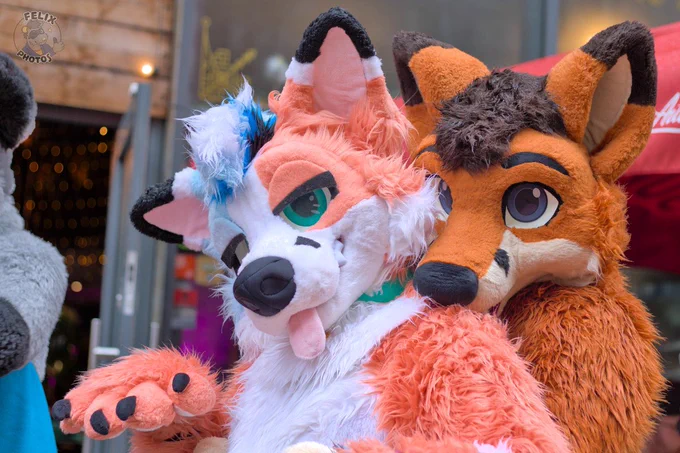 Orange and blue fox getting hugged from behind by another fox