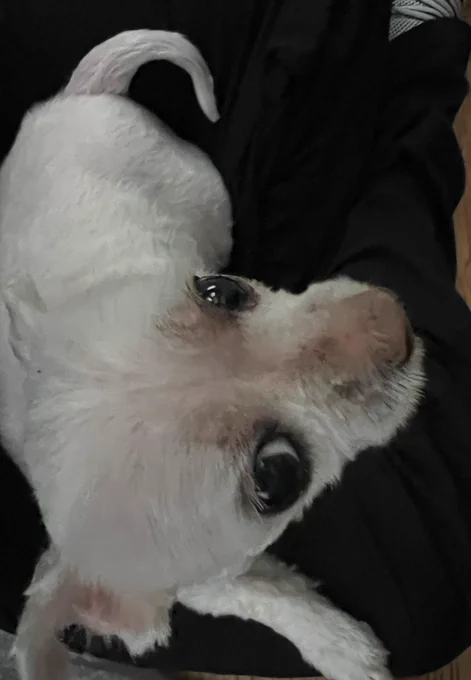 Lucy has been shaved and she is the bald one now