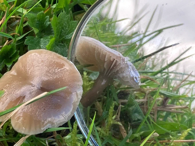 A slimy (grey) waxcap looking at itself in a mirror.