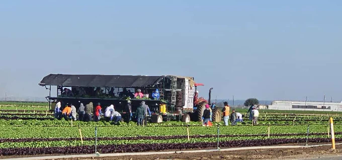 Farm workers harvesting lettuce 
