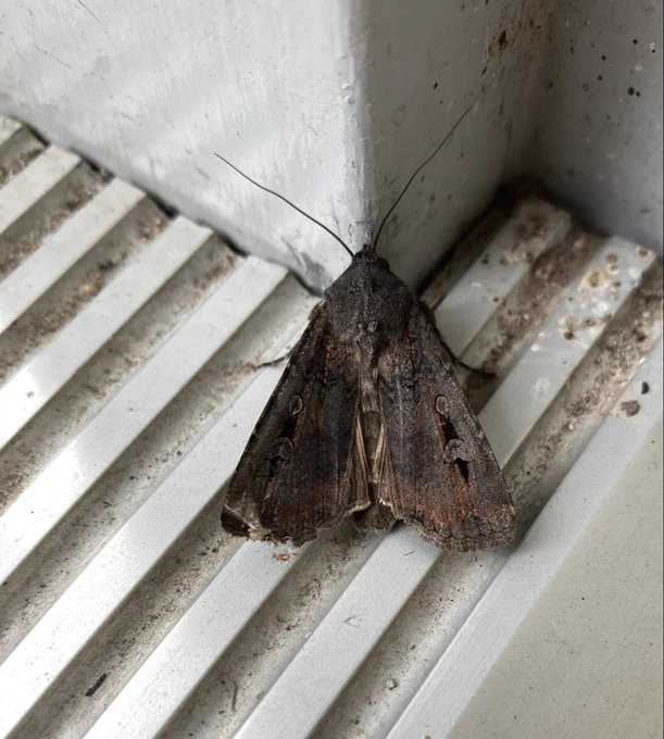 Bogong moth on door sill
