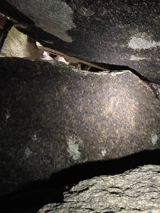 Bogong moths tiling on cave wall