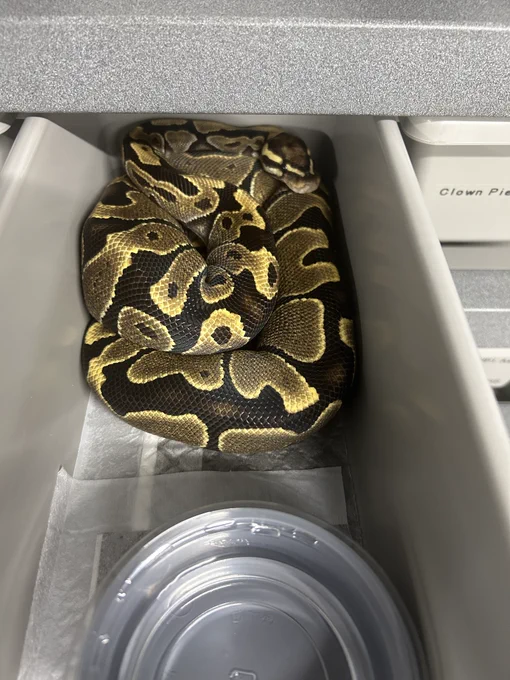 lace het zebra