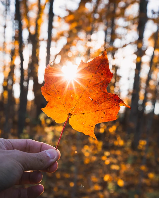 A hand holding a maple leaf with sunlight peeking through a hole, against a blurred background of autumn trees.