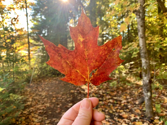 A hand holding a vibrant red maple leaf against a sunlit forest background.
